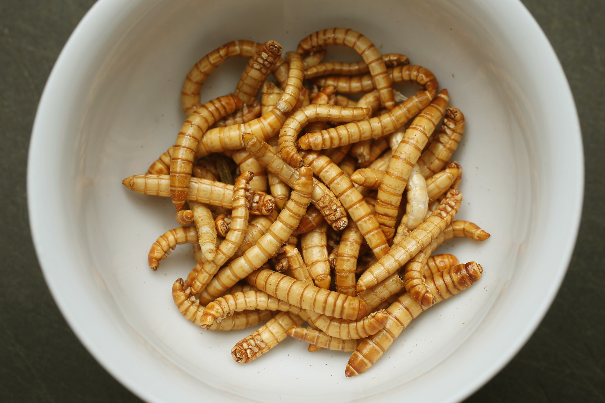 EU Approves Landmark Decision On Insect Protein As Food