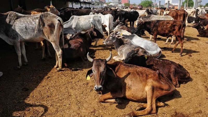 सरकार ने माना गुजरात के साबरकांठा जिले में जहर से 100 से अधिक गायों की मौत