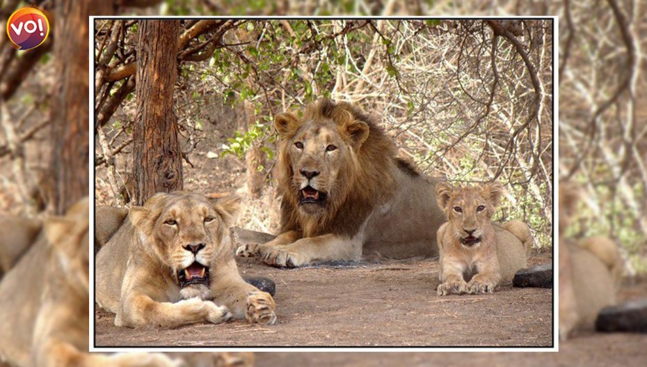 अगले 25 सालों में अहमदाबाद होगा गिर शेरों का घर
