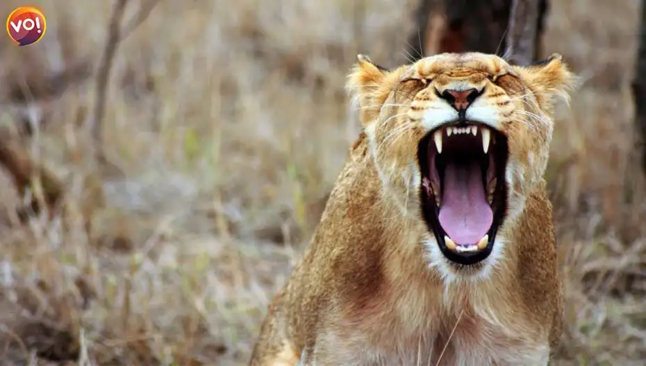 Six Villagers Injured In Attack By Lioness In Amreli