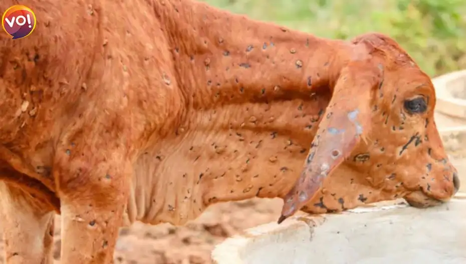 Lumpy Skin Disease Infects 37,121 Cattle, Gujarat On High Alert