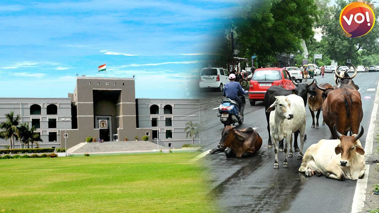 Gujarat High Court Orders Government To Tackle Cattle Menace