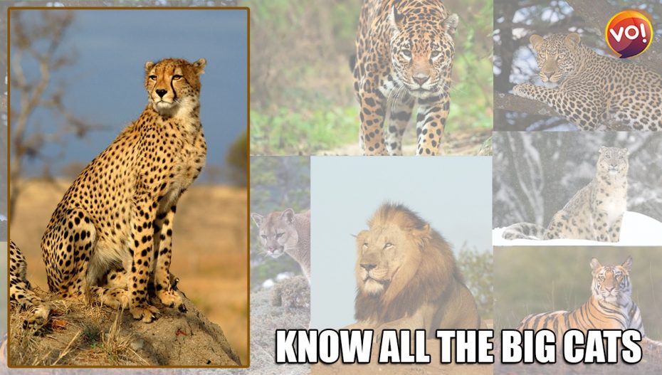 Now That The Cheetahs Are Here, Know All The Big Cats