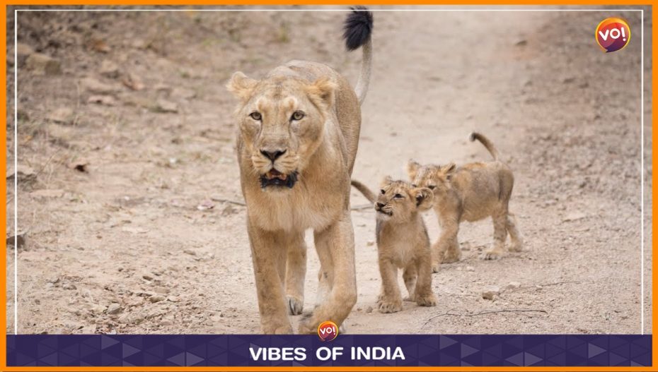 Gujarat:Vision For Amrutkal” To Secure And Restore Lions' Habitats