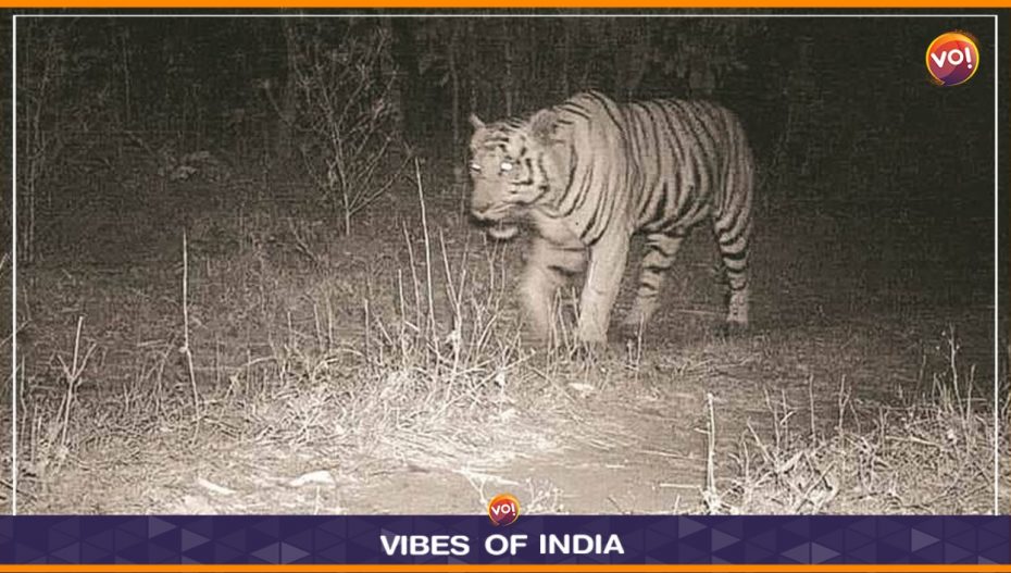 Gujarat: State Of Panic In Mahisagar Due To Tiger's Presence
