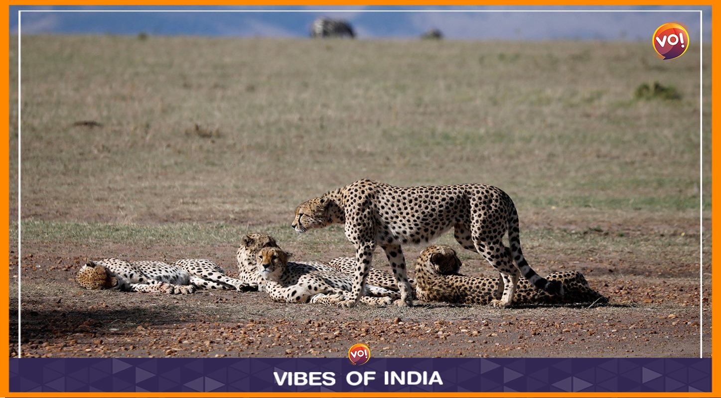 India To Get 12 More Cheetahs In Feb