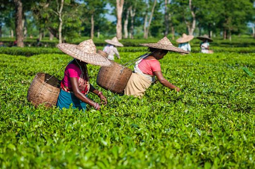 Assam Tea Celebrates 200 Years
