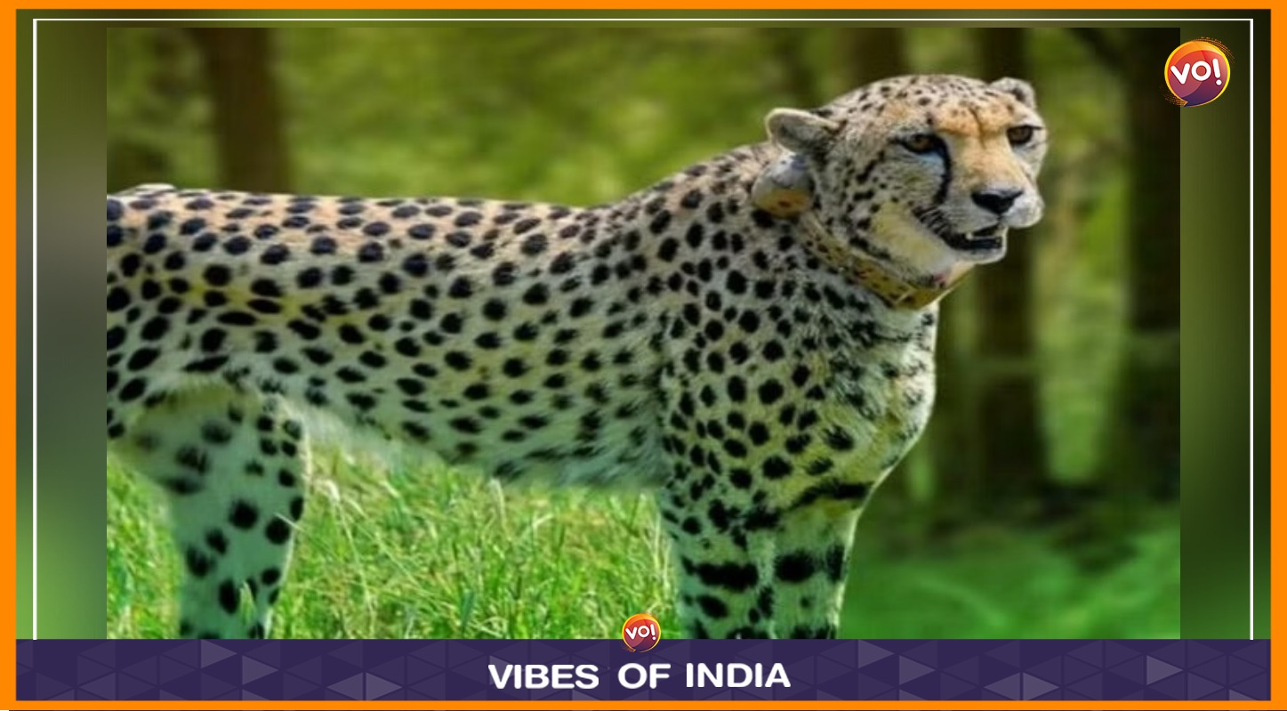 12 अफ्रीकी चीते पहुंचे कूनो नेशनल पार्क