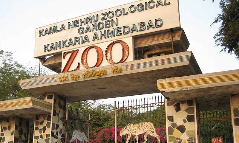 Kankaria Zoo To Get Two Tigresses From Aurangabad