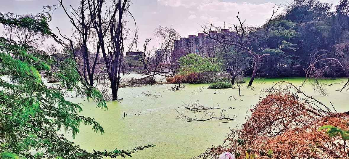 स्थानीय स्वराज निवासी दुर्गंधयुक्त तालाब से जूझ रहे; बिल्डर ने एएमसी नोटिस पर ध्यान देने से इनकार किया
