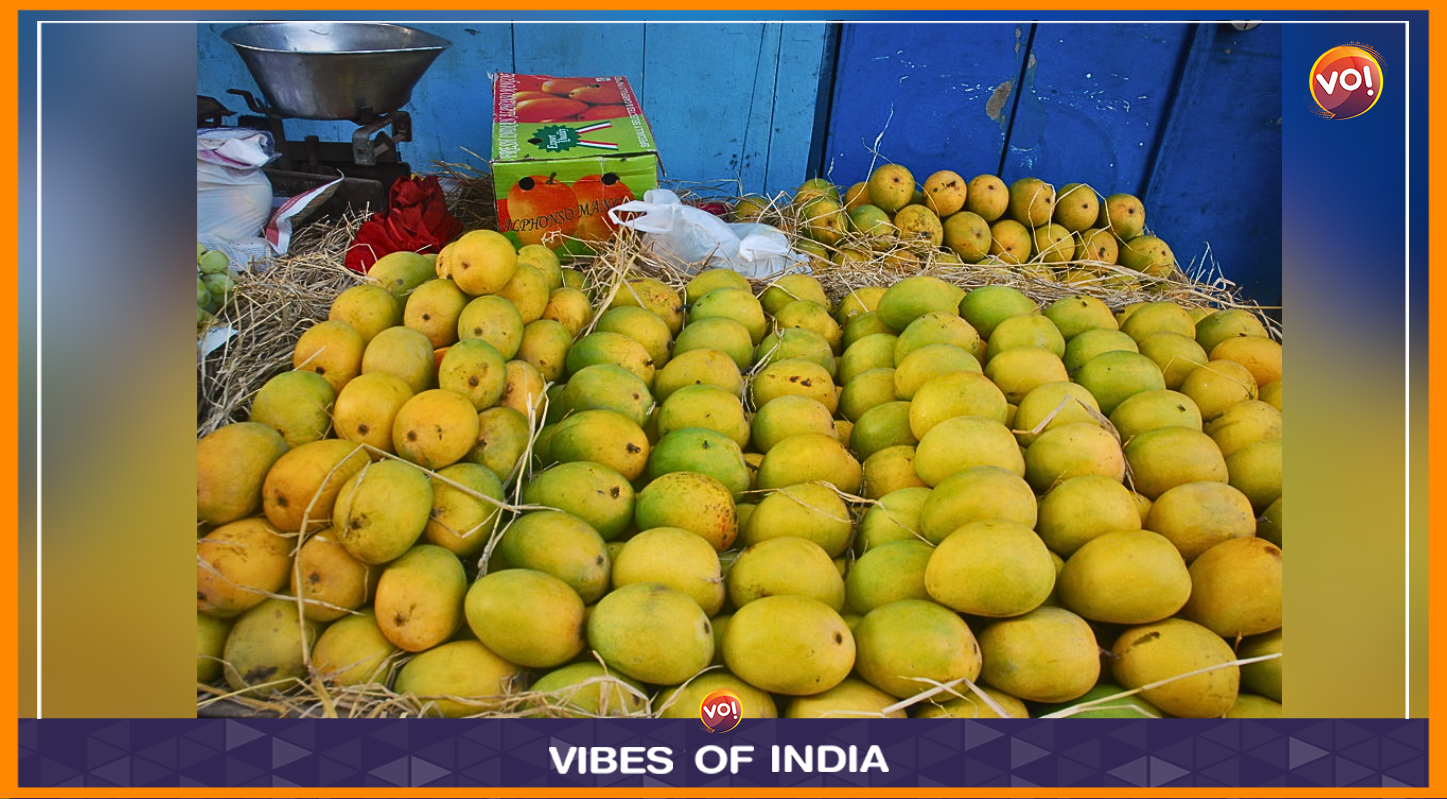 Keep Calm And Eat Aam: Gujarat’s Mango Tales