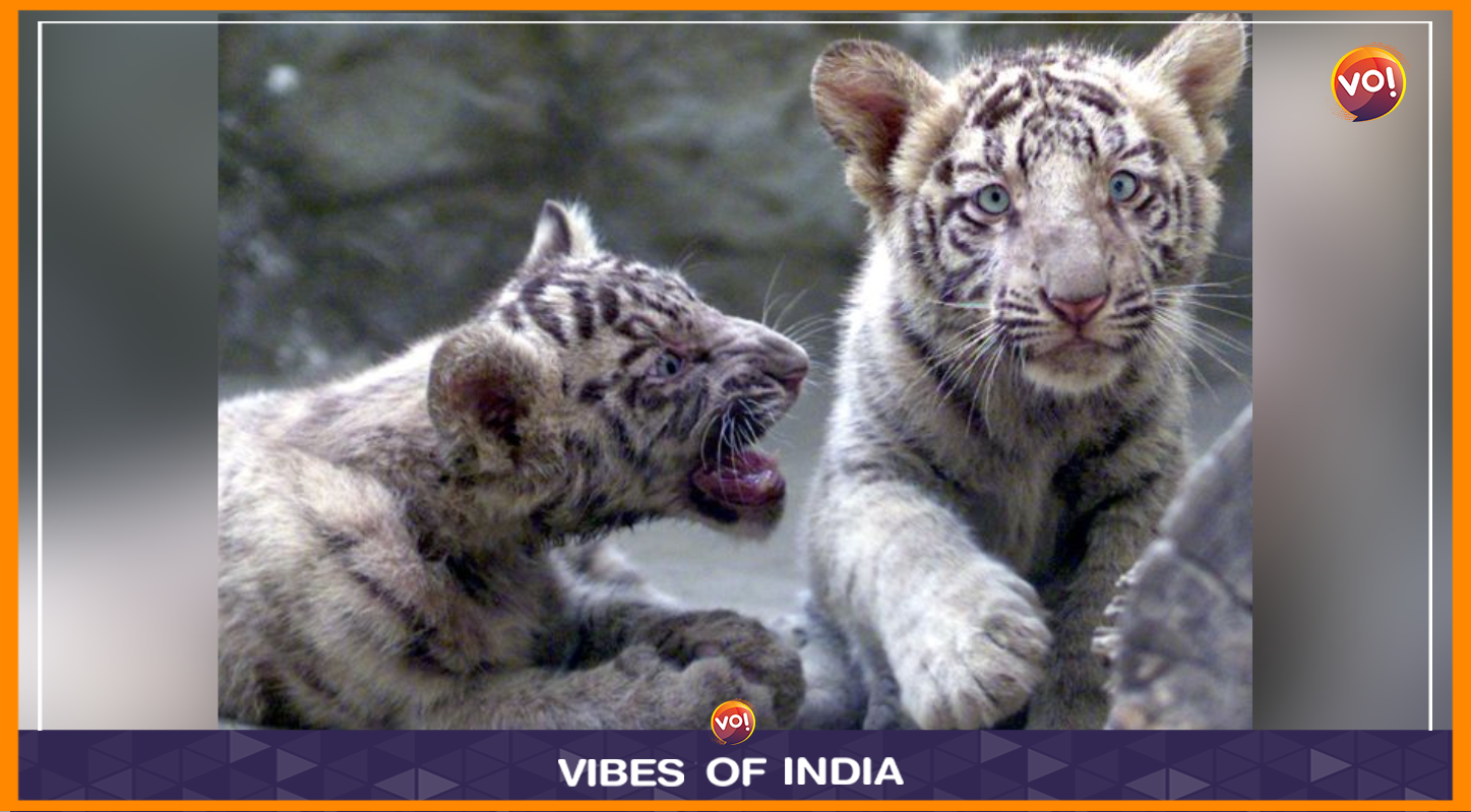 White Tigress Gives Birth To Three Cubs At Maitri Bagh Zoo In Chhattisgarh