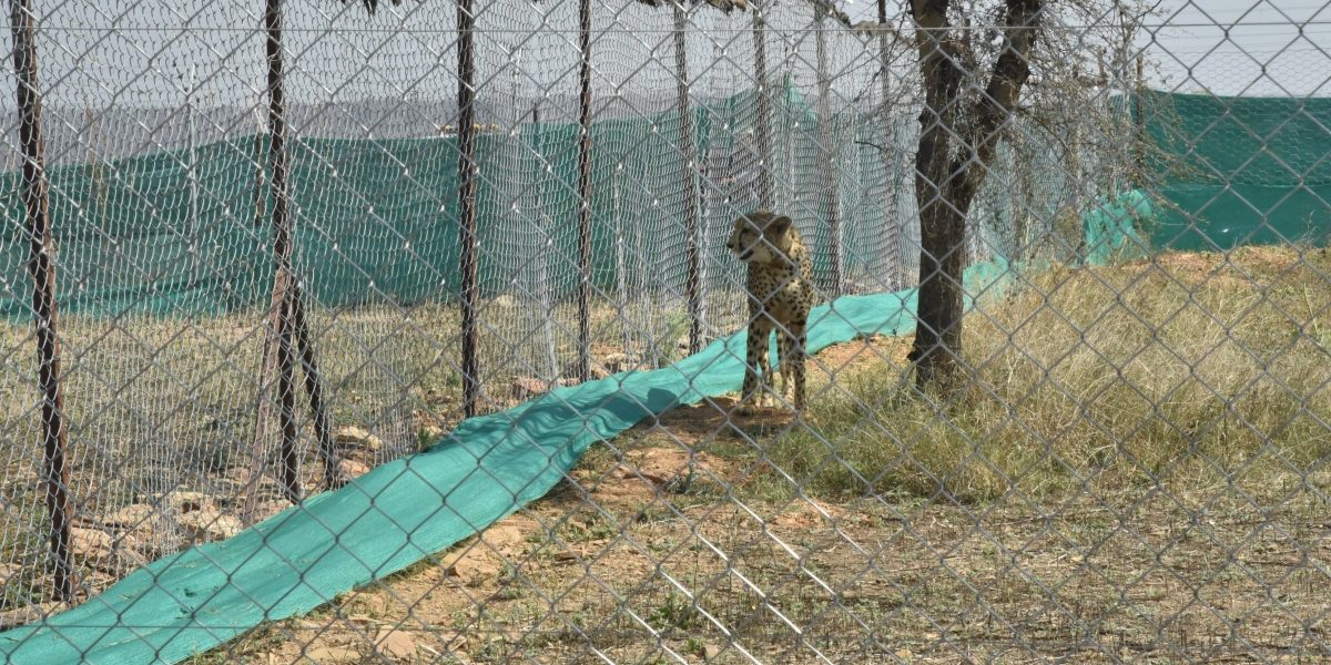 UP Forest Dept to Aid With Cheetah Conservation; MP’s Gandhi Sagar Could Be New Cheetah Home
