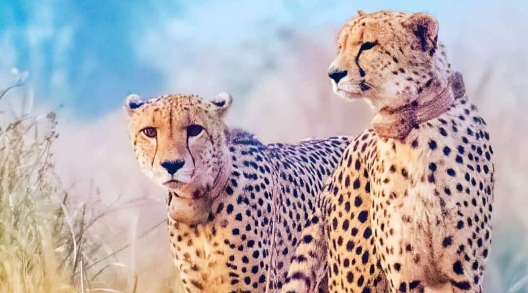 Authorities Yet to Capture Last Two Free-Ranging Cheetahs in Kuno National Park