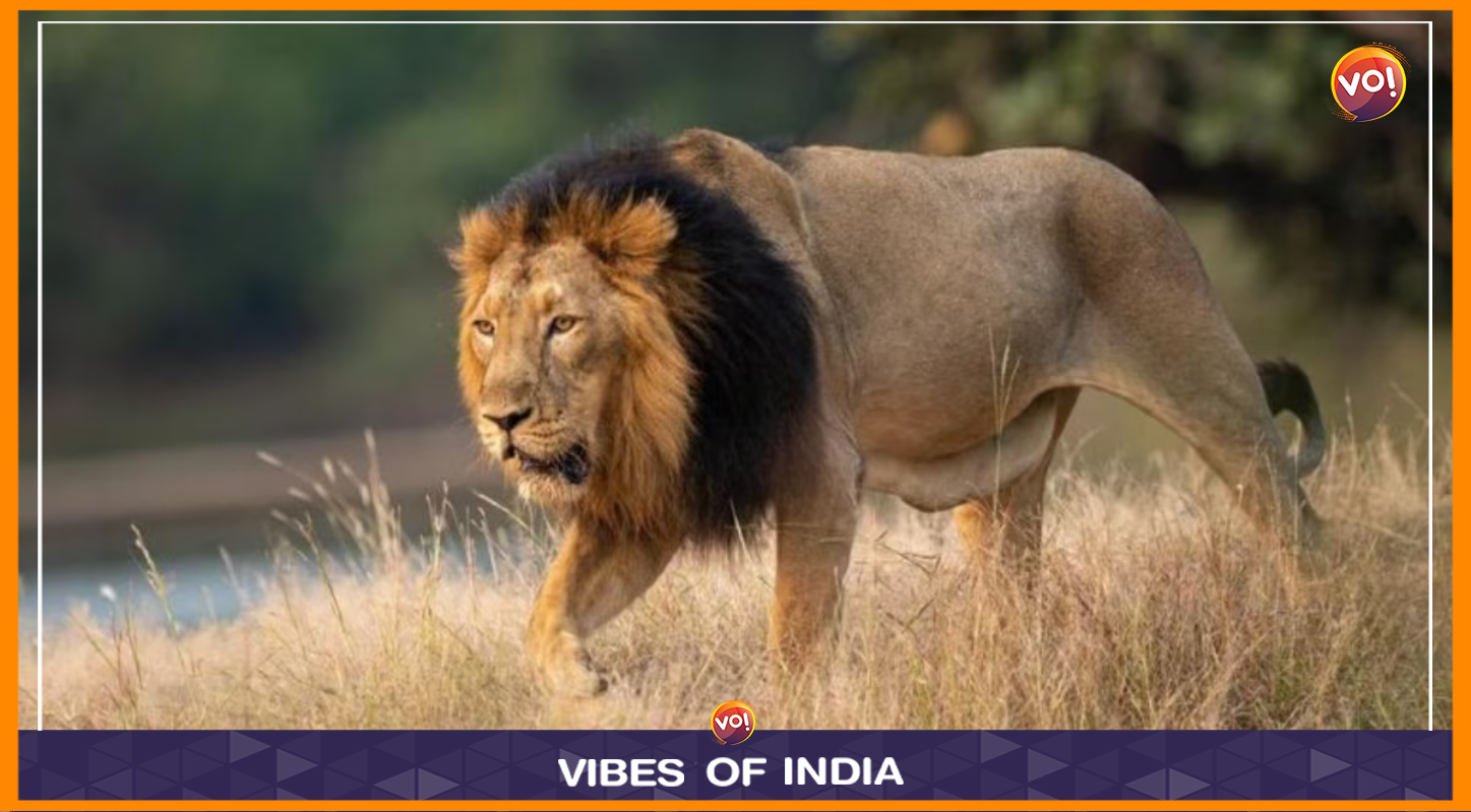 Gir lion Attacks Boy After Being Disturbed During Mating