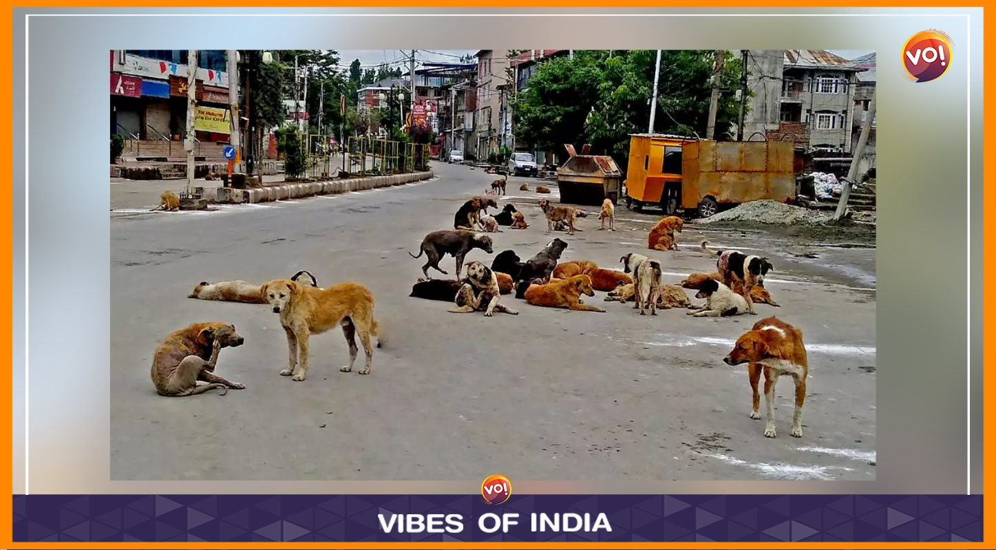 Ahmedabad Leads In Injuries Due To Animal Attacks In State