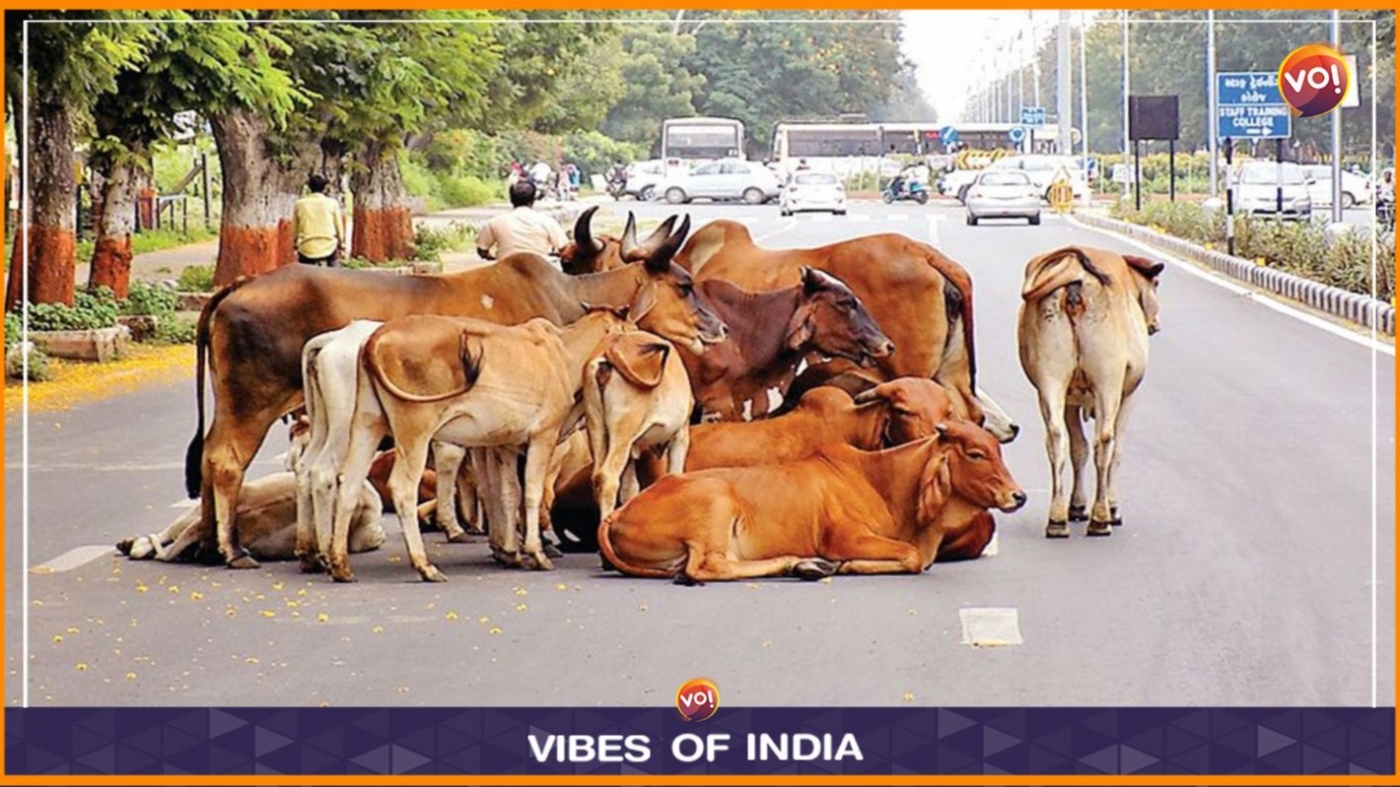 Licences And Permits Now Mandatory For Cattle Owners In Ahmedabad