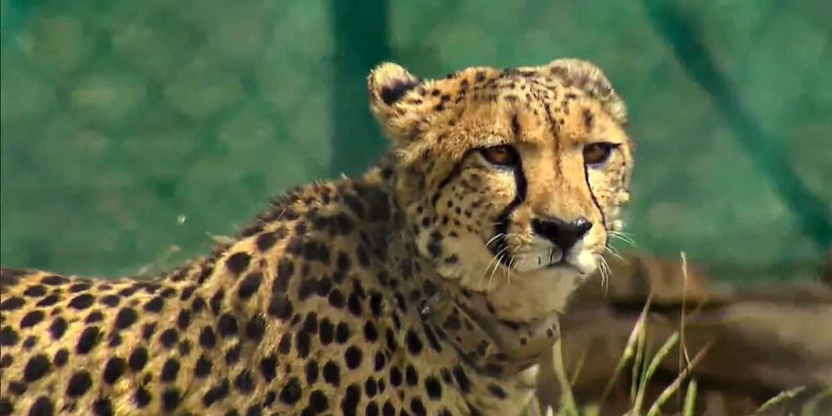 Nirva, The Last African Cheetah In The Wild, Still Missing, Search On