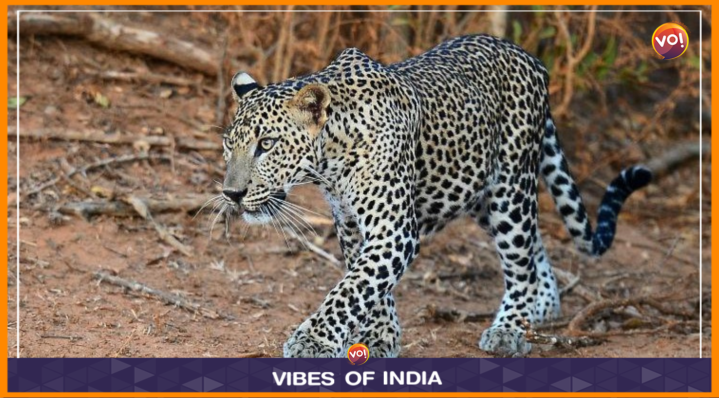 Leopard Leap In Lion Land: Population Doubles In Gir, Junagadh As Gujarat Sees 63% Rise In 6 Yrs 