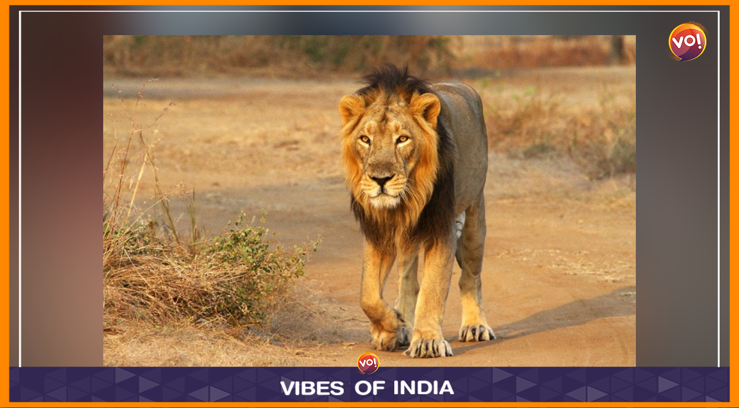 Gujarat To See Another Jungle Safari, This Time In Una