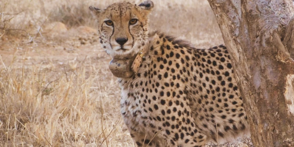 Ninth Cheetah Dies in Kuno National Park