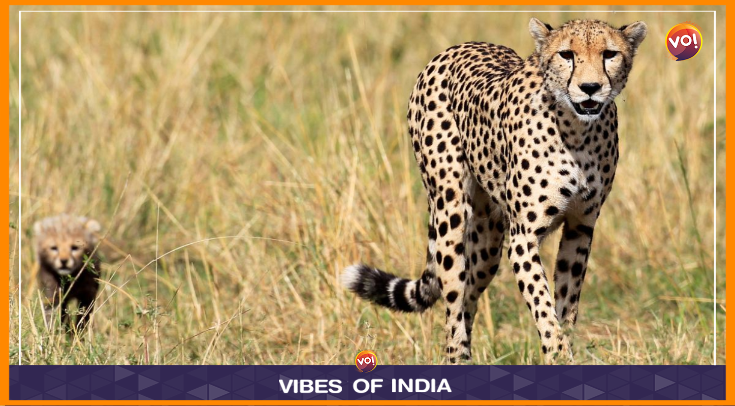 Cheetah Conservation Fund Affirms India's Reintroduction Project Progress Despite Hurdles