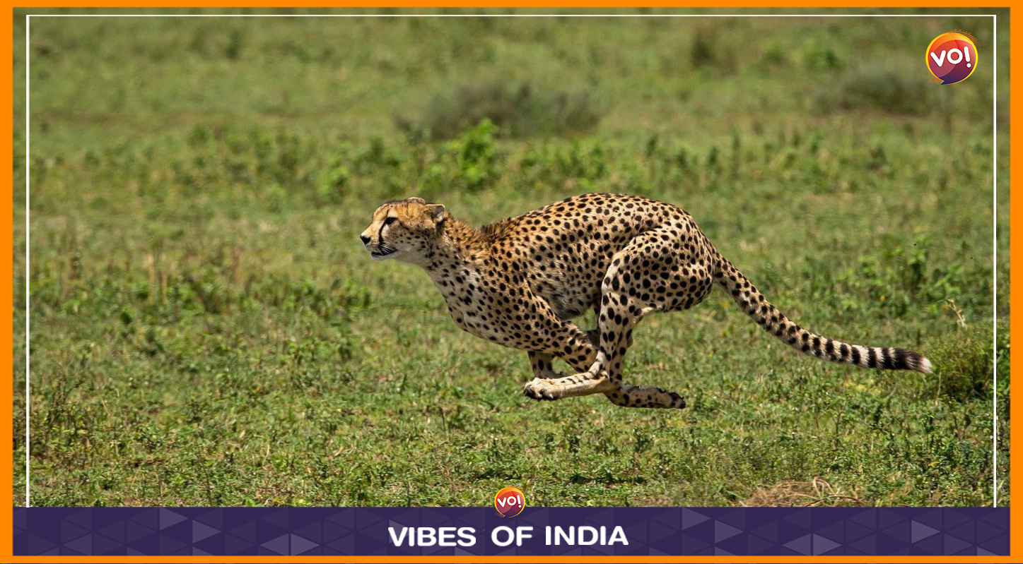India May Import Cheetahs From Northern Africa