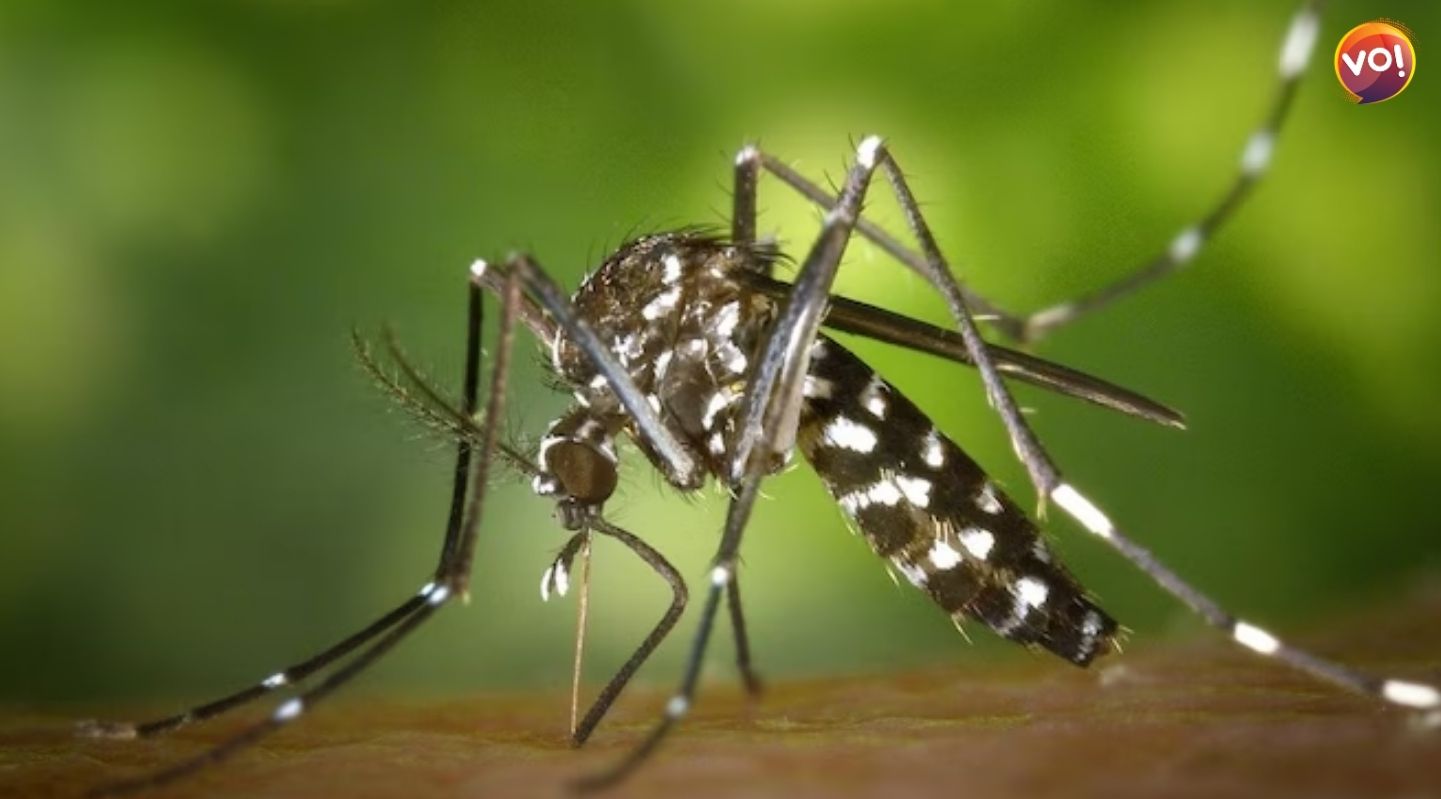 Ahmedabad Health Alert: 90 Cholera and 70 Dengue Case