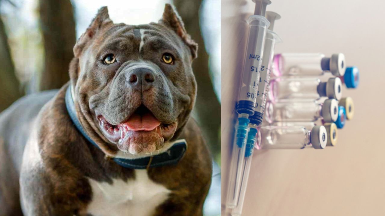 Rabies Vaccine Shortage: What Health Professionals Need to Know