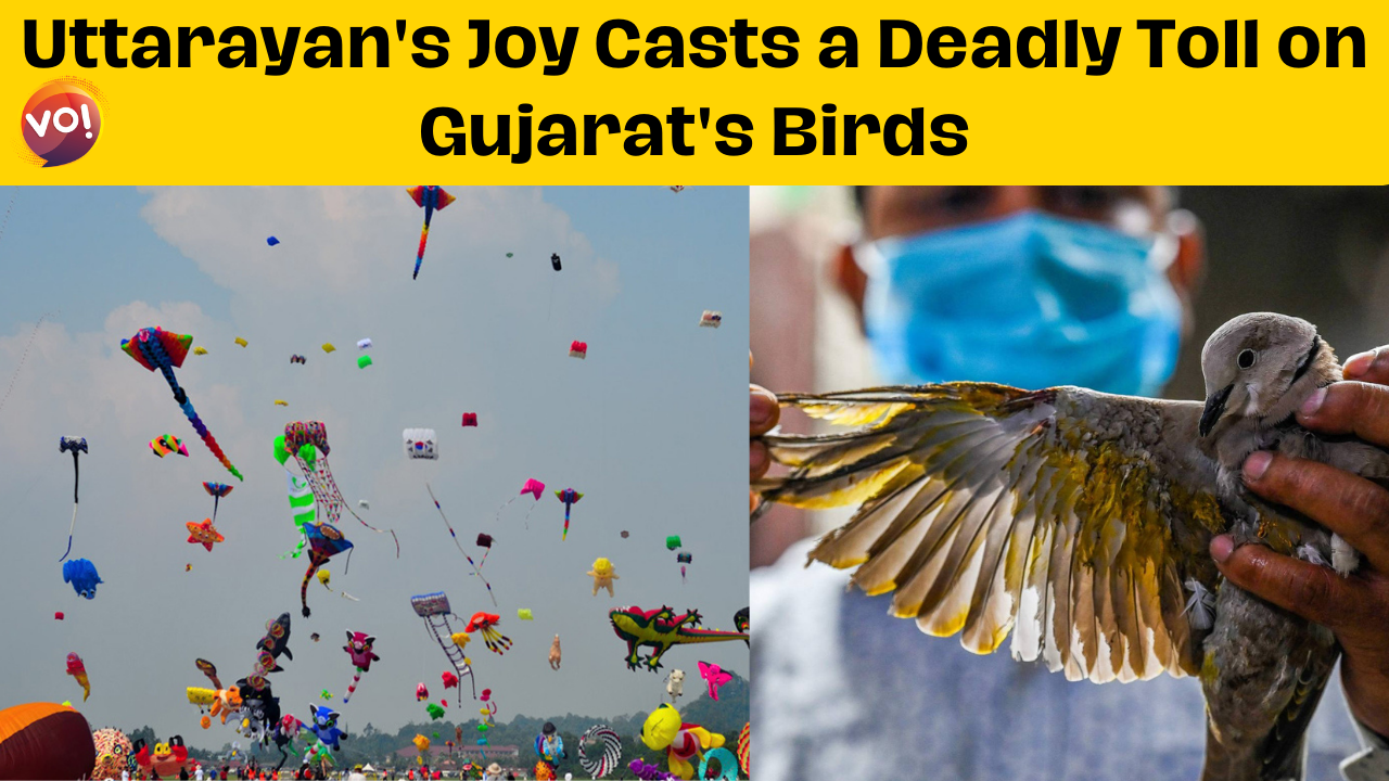 Uttarayan's Joy Casts a Deadly Toll on Gujarat's Birds