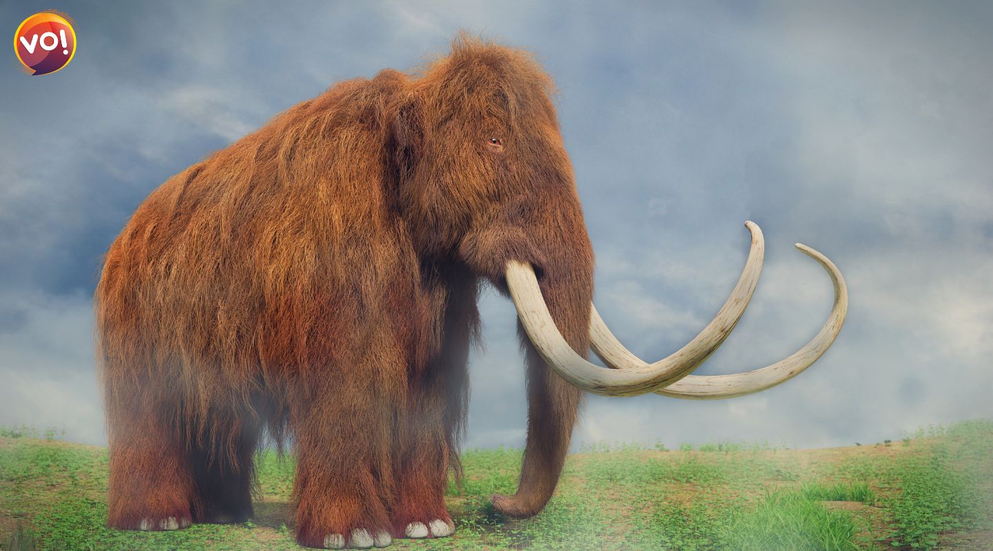Jurassic Park in Real Life? Scientists One Step Closer to Bringing Back Woolly Mammoths 