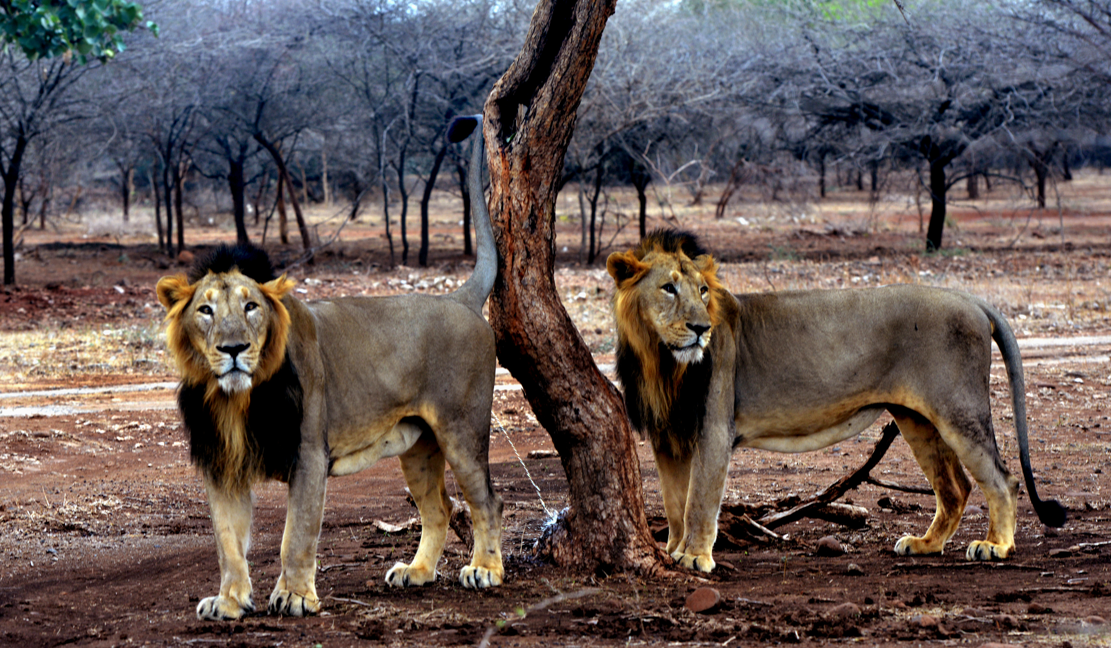 Gujarat_lion_in_Gir_forest