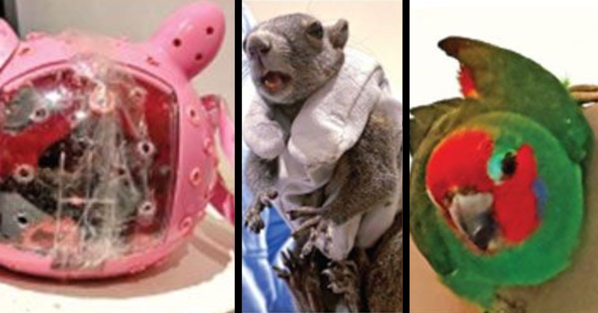 Ahmedabad Airport Wildlife Smuggling: Rare Birds & Geckos Seized, Racket Busted