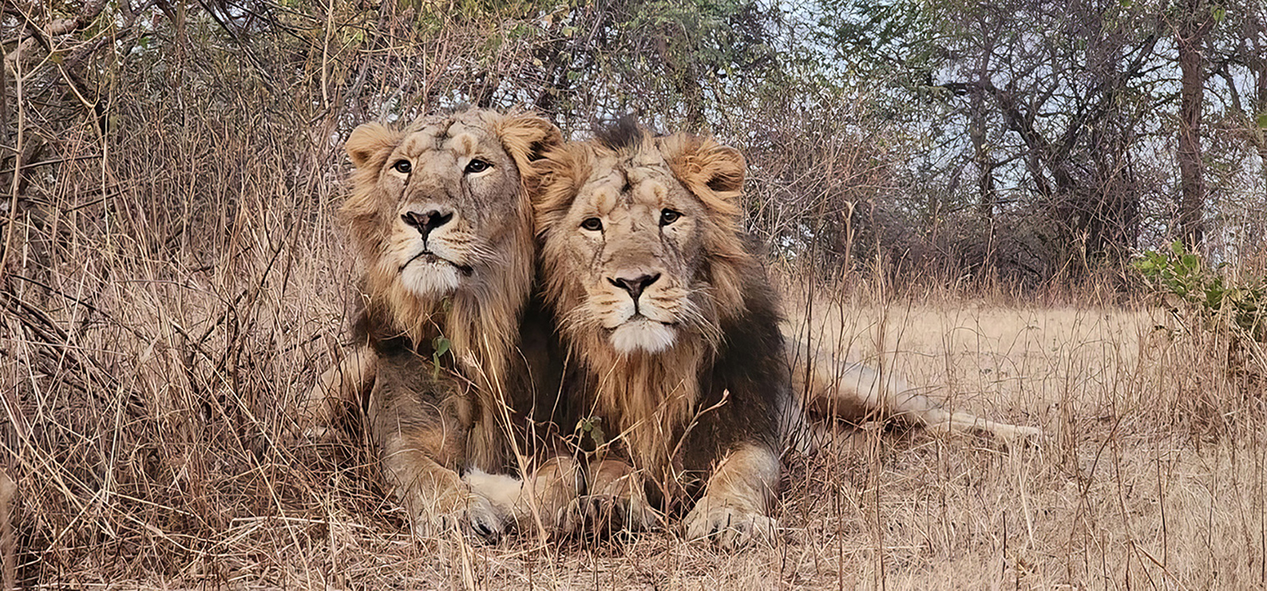 Asiatic lions in Gir, Gujarat