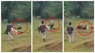 Gujarat Man Filming a Lion Eating Prey