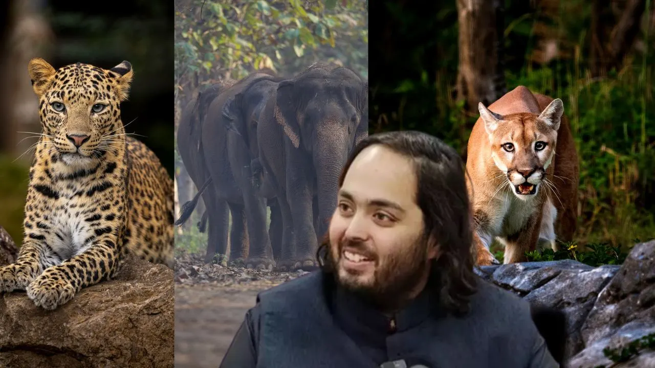 Supreme Court-appointed SIT gives clean chit to Vantara