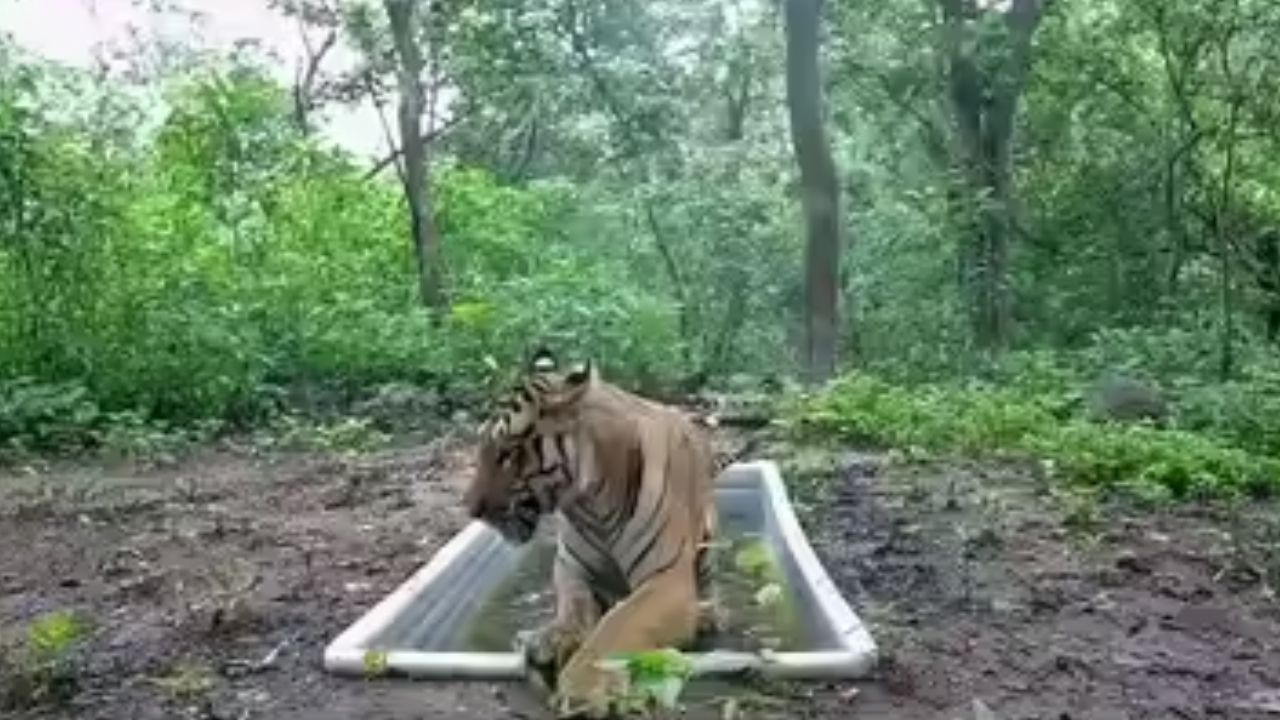 Gujarat Tiger Map 2026