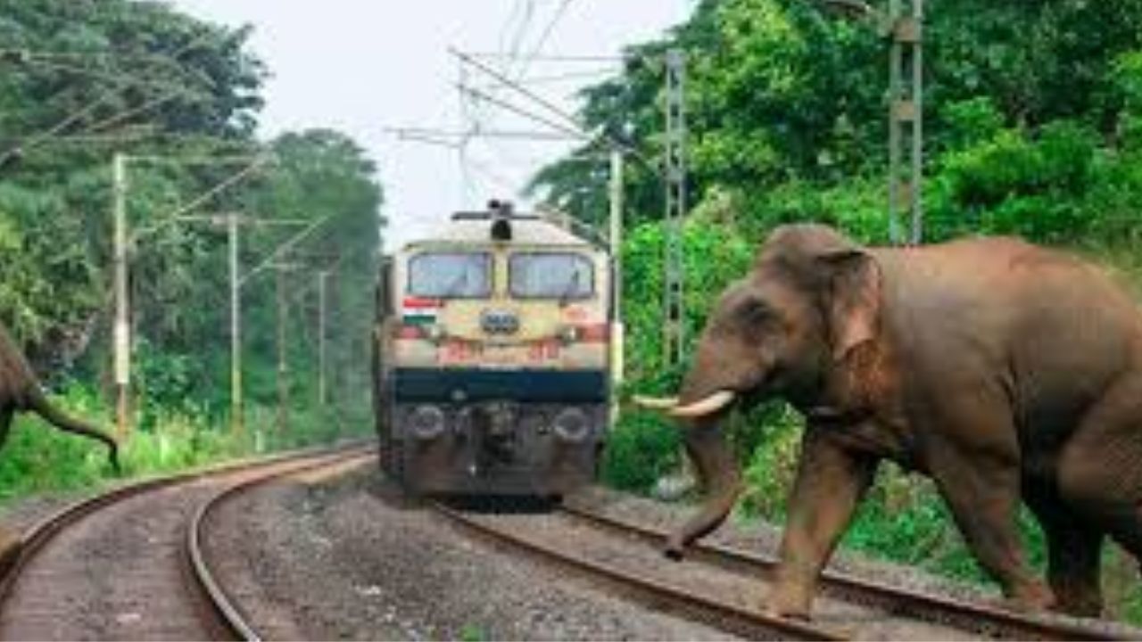 Eight elephants killed in Assam train accident