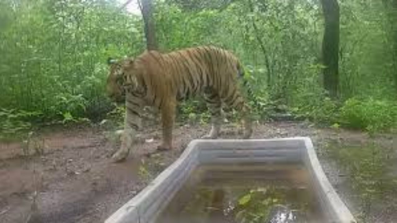 Tiger in Gujarat