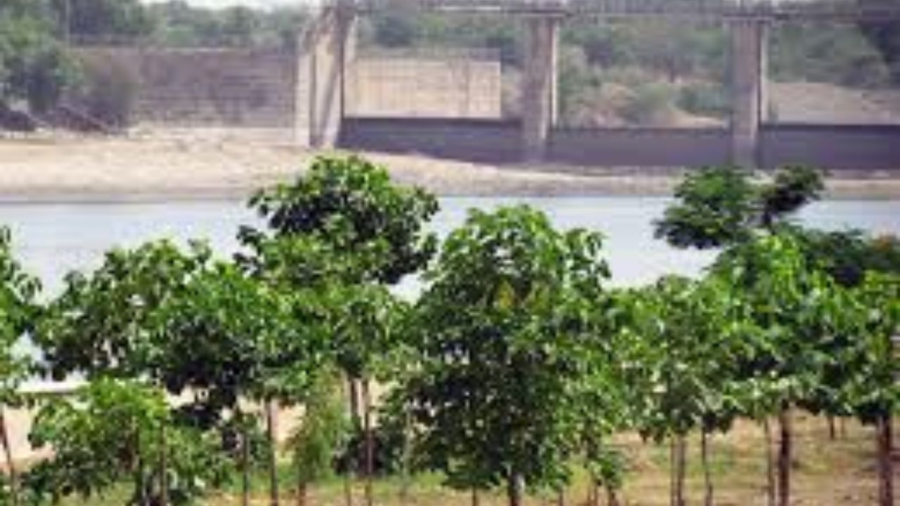 Tree plantation in Ahmedabad