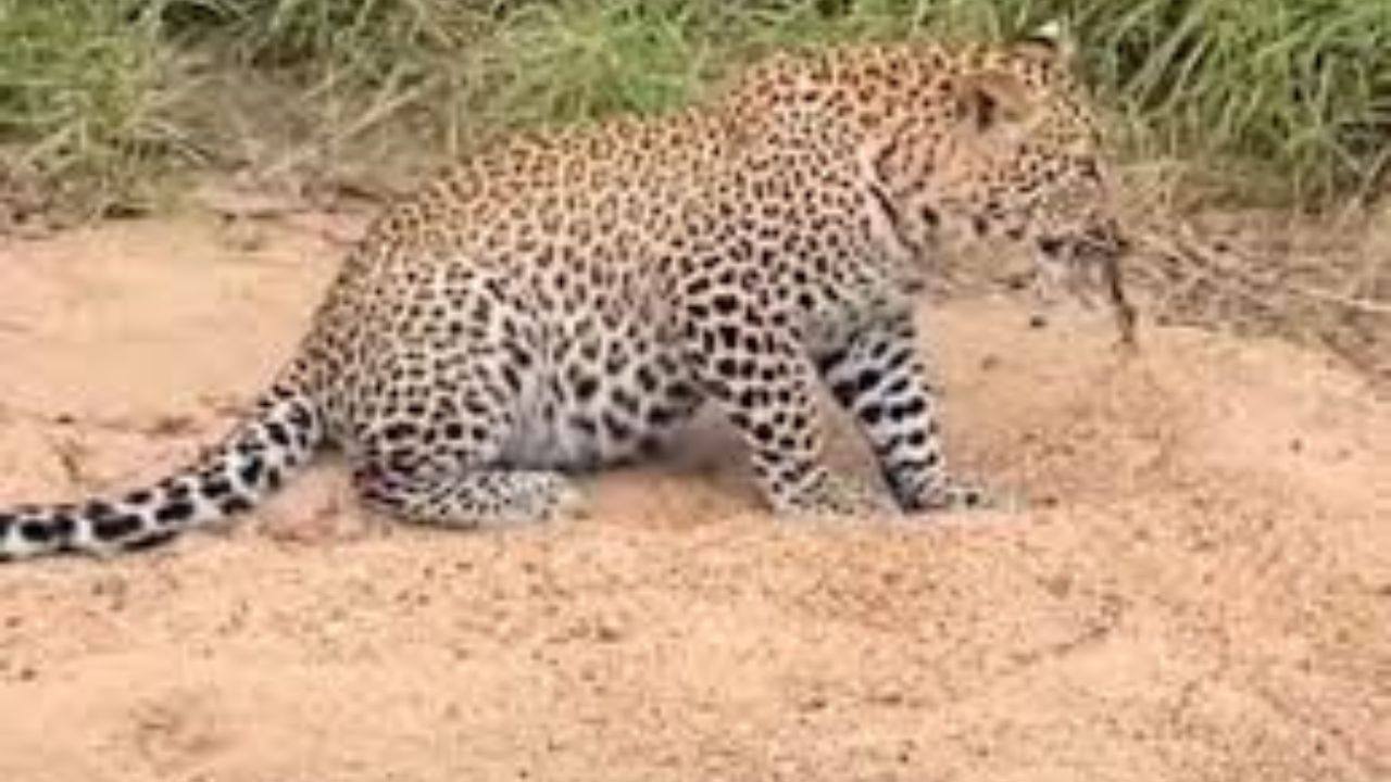 Leopard killed after attacking man, son