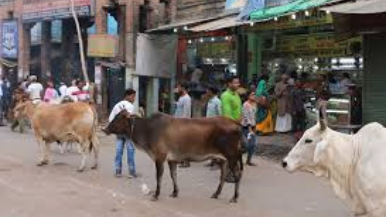 Cows. Representative image