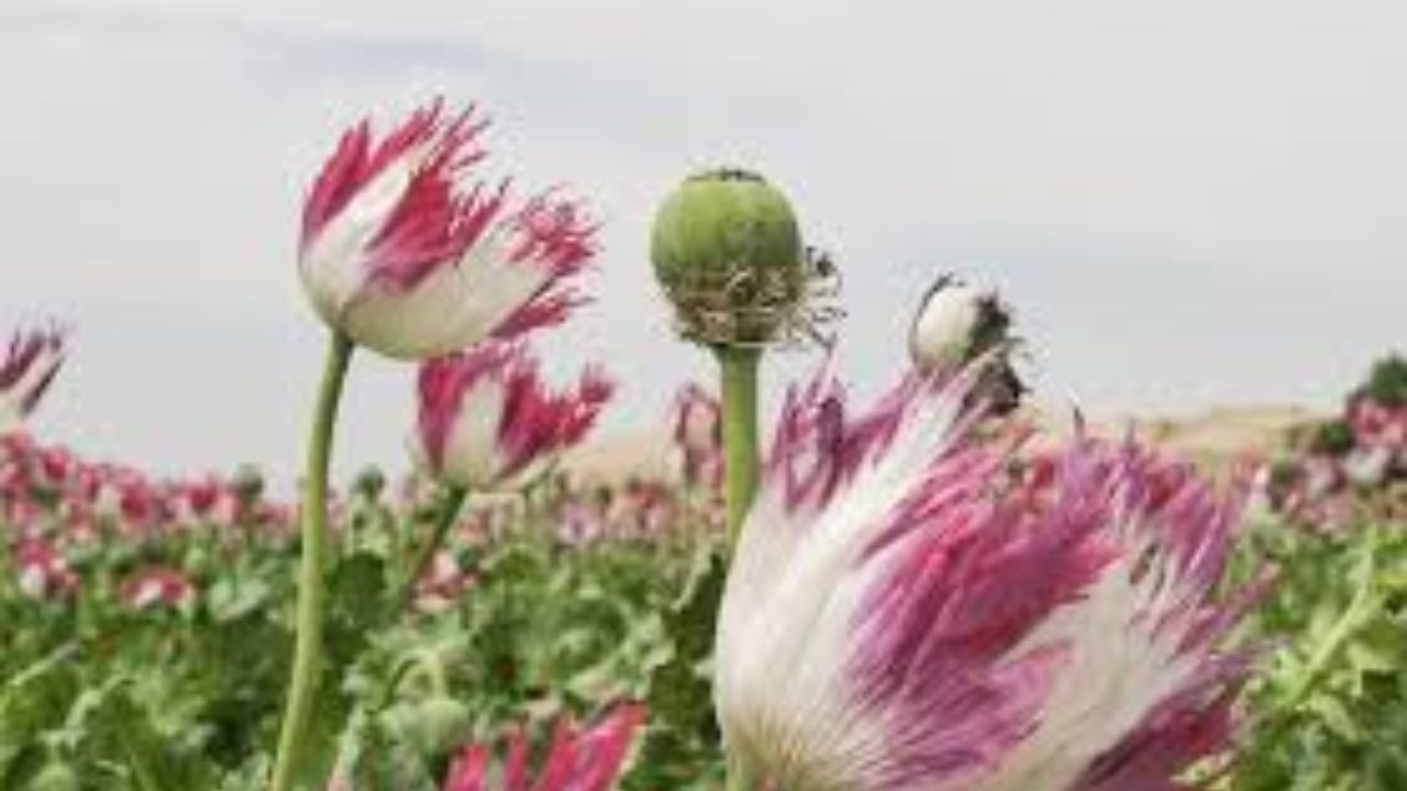 Opium Poppy cultivation representative image
