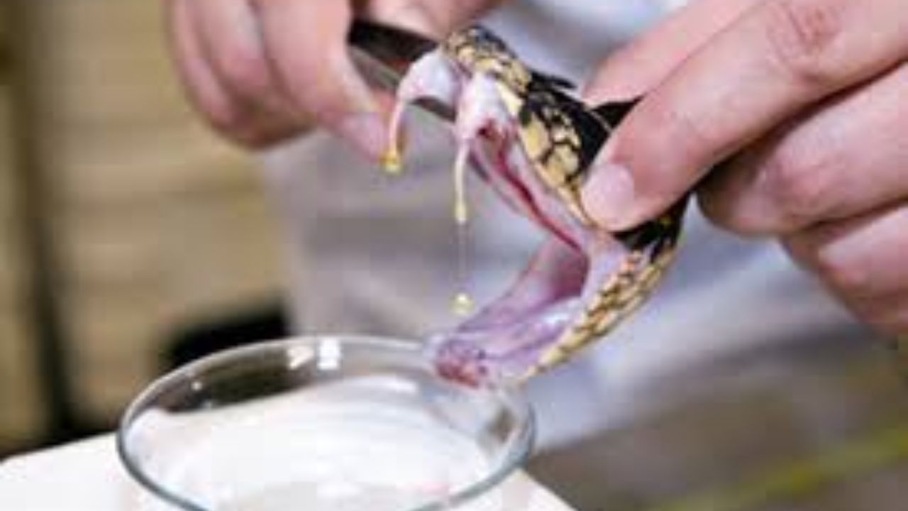 snake venom representative image