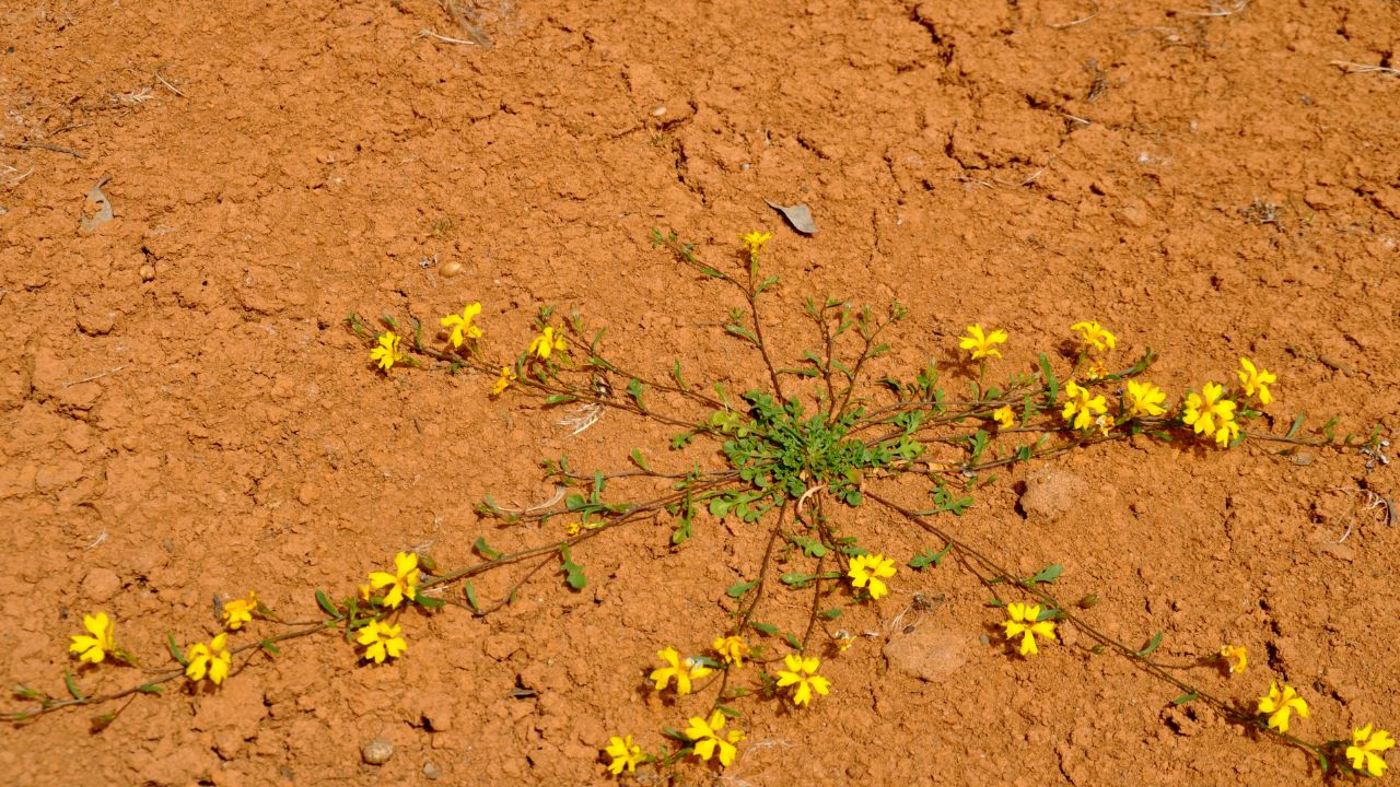 driest-monsoon