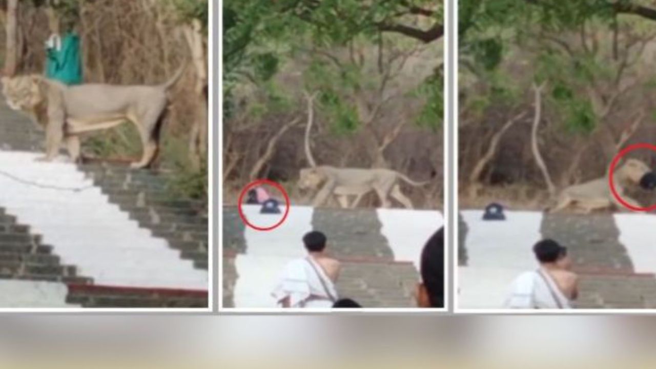Lion strays onto Shetrunjay Hill