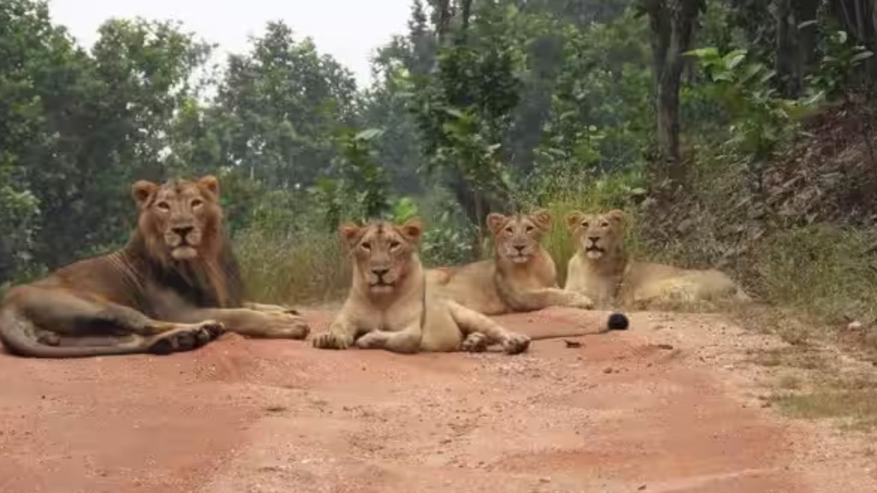 गुजरात में एशियाई शेर